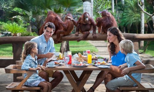 breakfast with orangutan